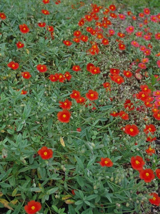 Helianthemum 'Henfield Brilliant'