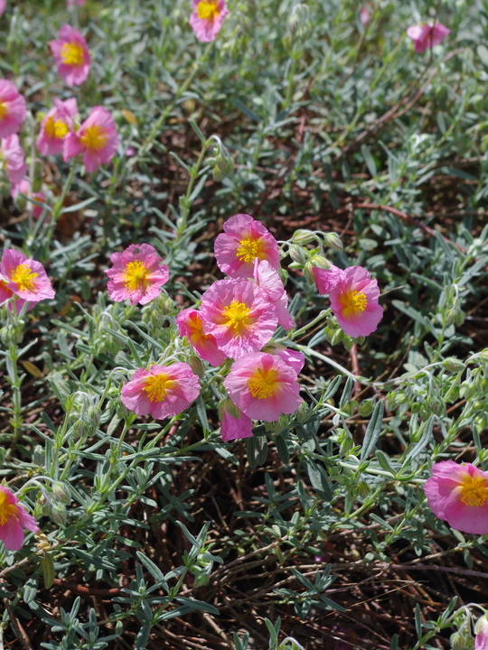 Helianthemum 'Rhodanthe Carneum'