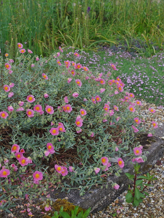 Helianthemum 'Rhodanthe Carneum'