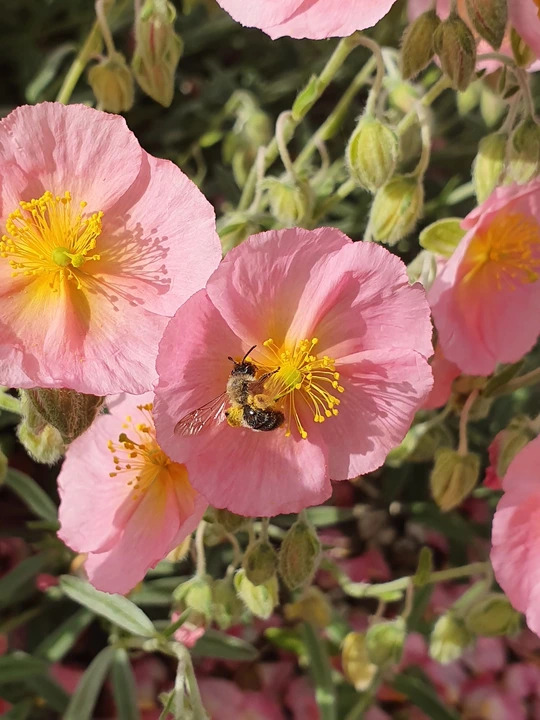Helianthemum 'Rhodanthe Carneum'
