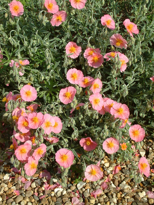 Helianthemum 'Rhodanthe Carneum'