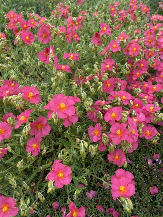 Helianthemum 'Sudbury Gem'