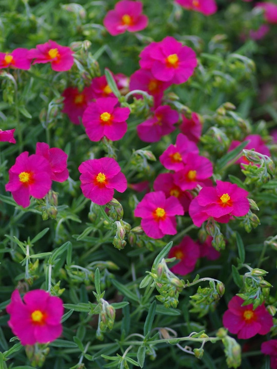 Helianthemum 'Sudbury Gem'