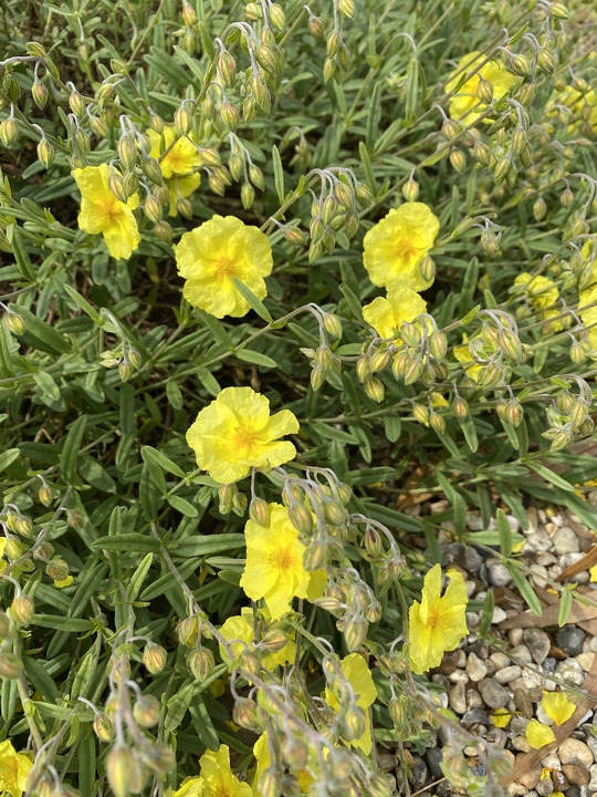 Helianthemum 'Wisley Primrose'