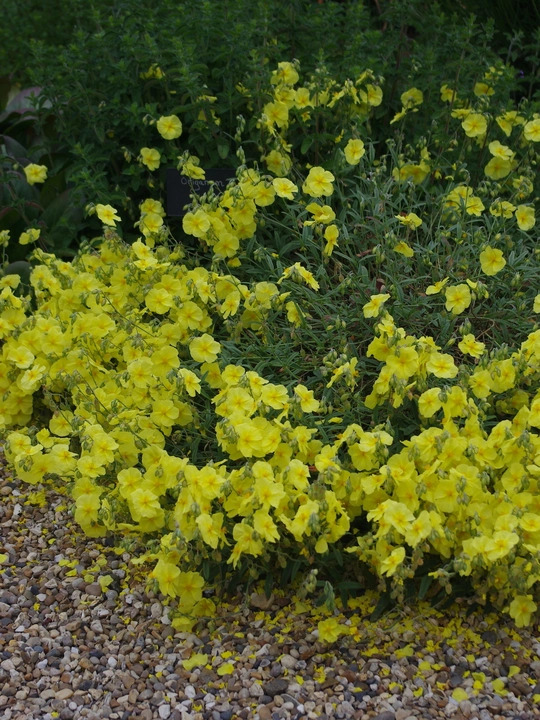 Helianthemum 'Wisley Primrose'