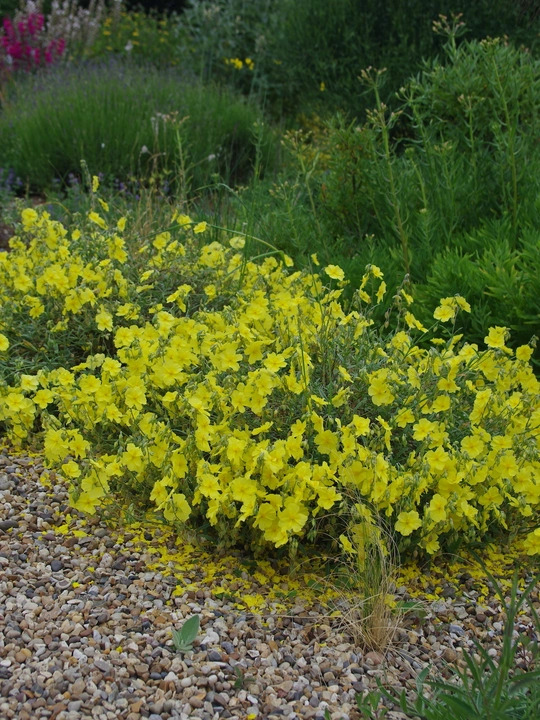 Helianthemum 'Wisley Primrose'