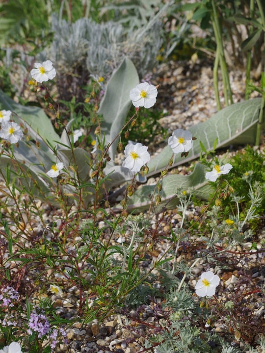 Helianthemum 'Wisley White'