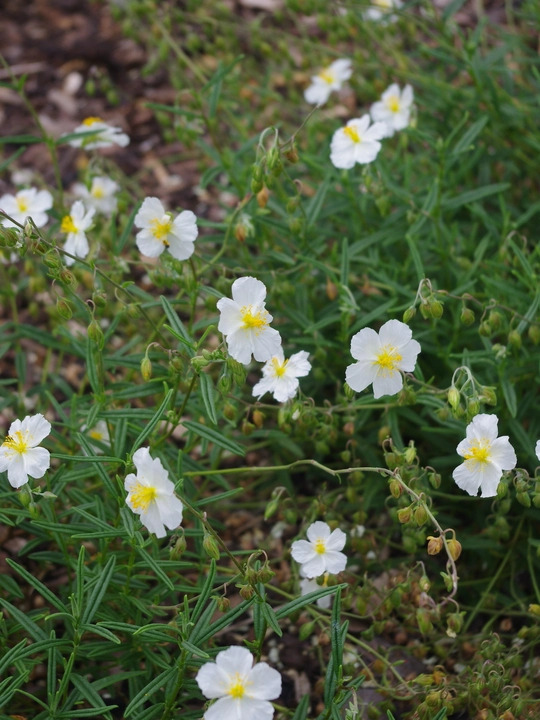 Helianthemum 'Wisley White'