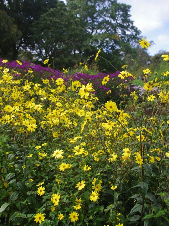 Helianthus giganteus
