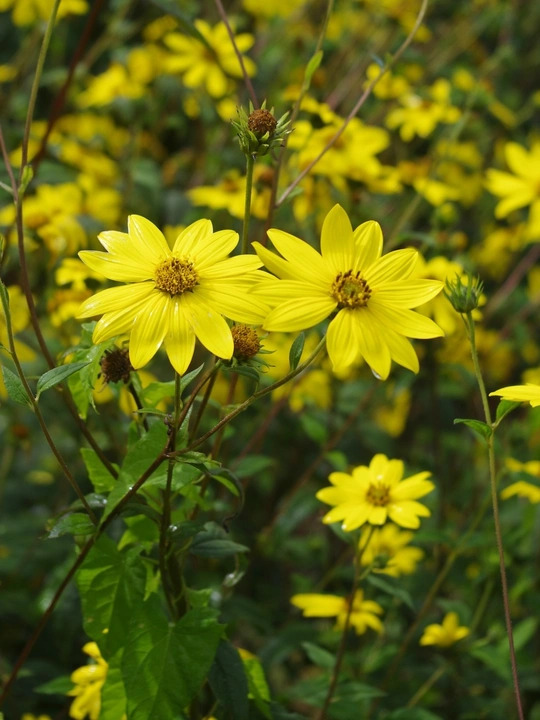 Helianthus giganteus