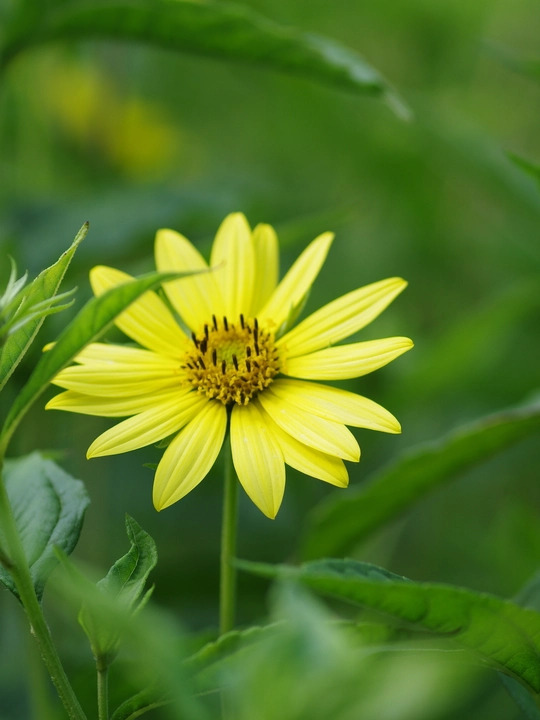 Helianthus 'Lemon Queen'