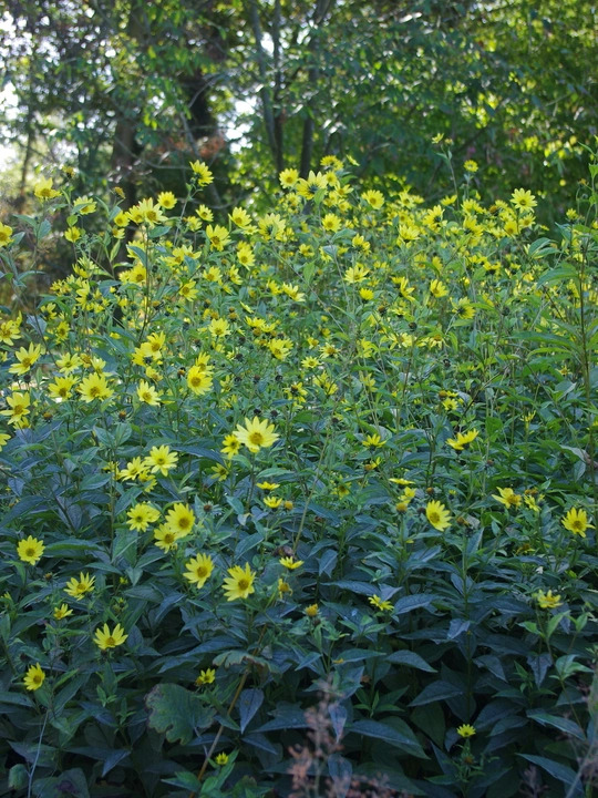 Helianthus 'Lemon Queen'
