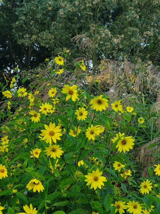 Helianthus 'Lemon Queen'
