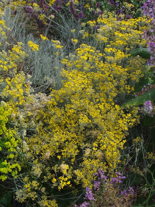 Helichrysum italicum