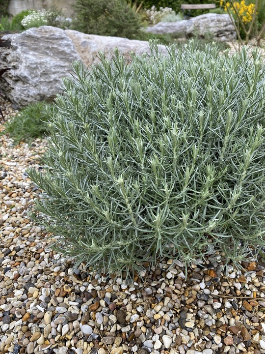 Helichrysum italicum 'Dartington'