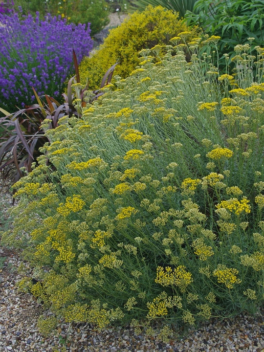 Helichrysum italicum 'Dartington'