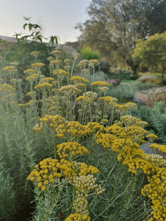 Helichrysum italicum 'Dartington'