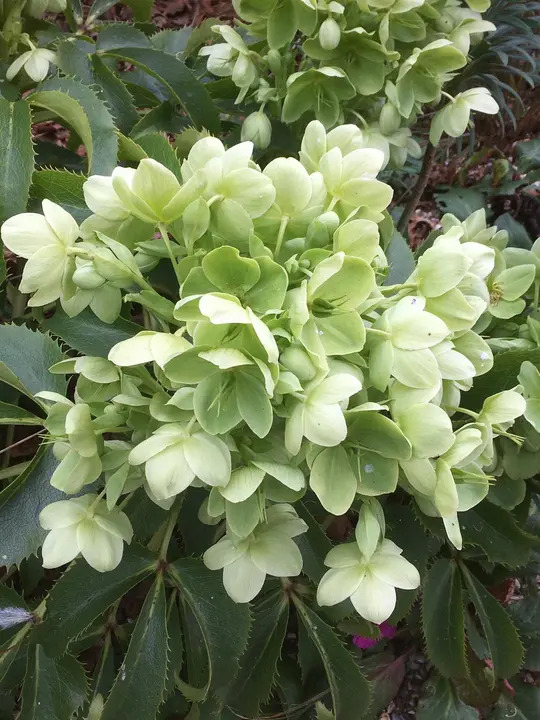 Helleborus argutifolius