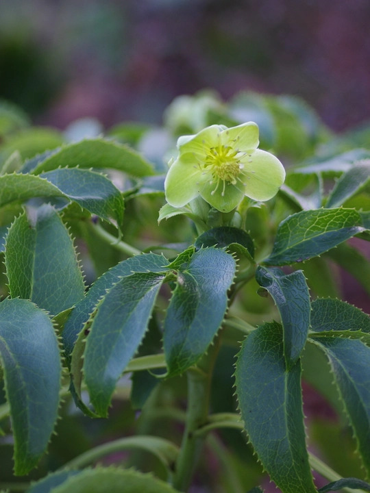 Helleborus argutifolius