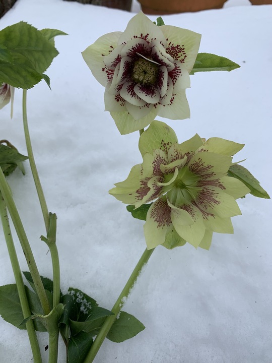 Helleborus Double Flowered 2 Litre