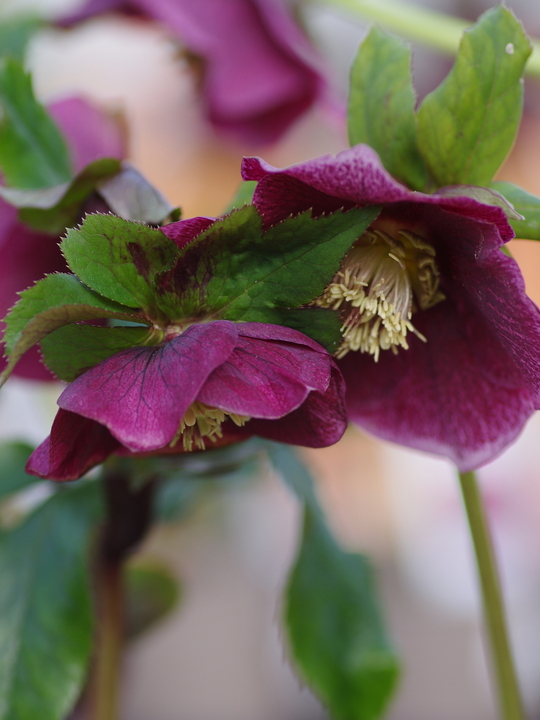 Helleborus Single Flowered 2 Litre