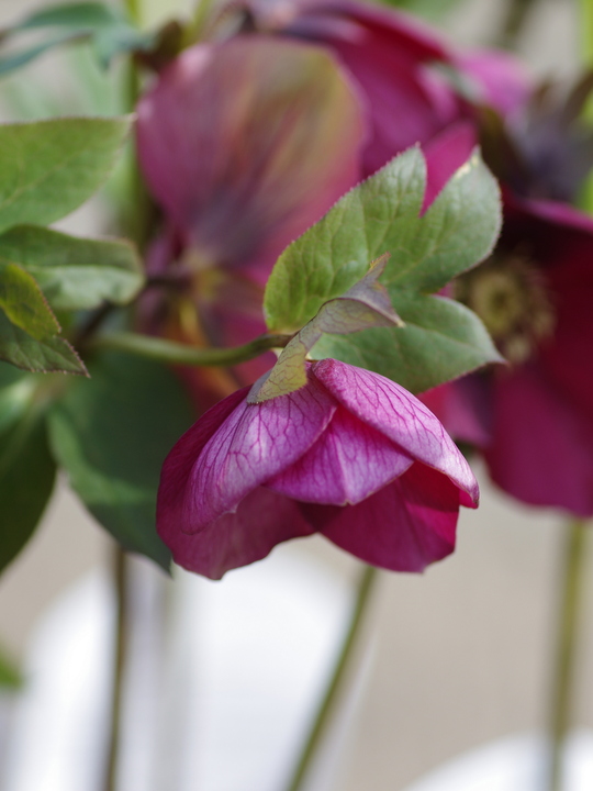 Helleborus 'Anemone Red'