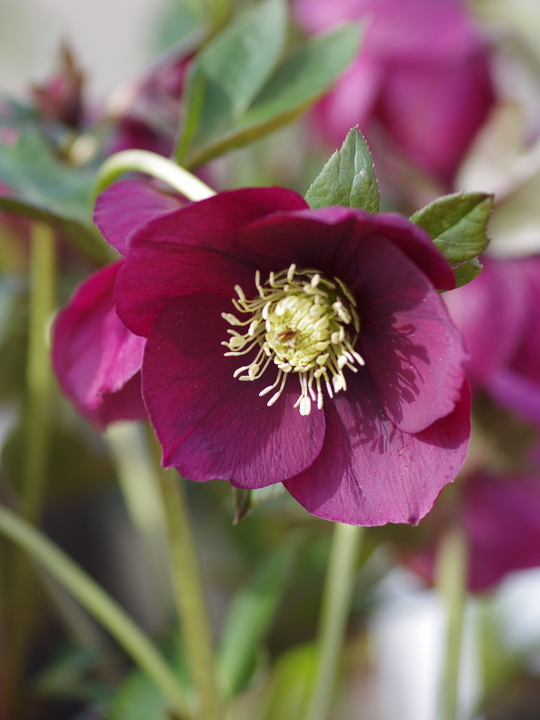 Helleborus 'Anemone Red'