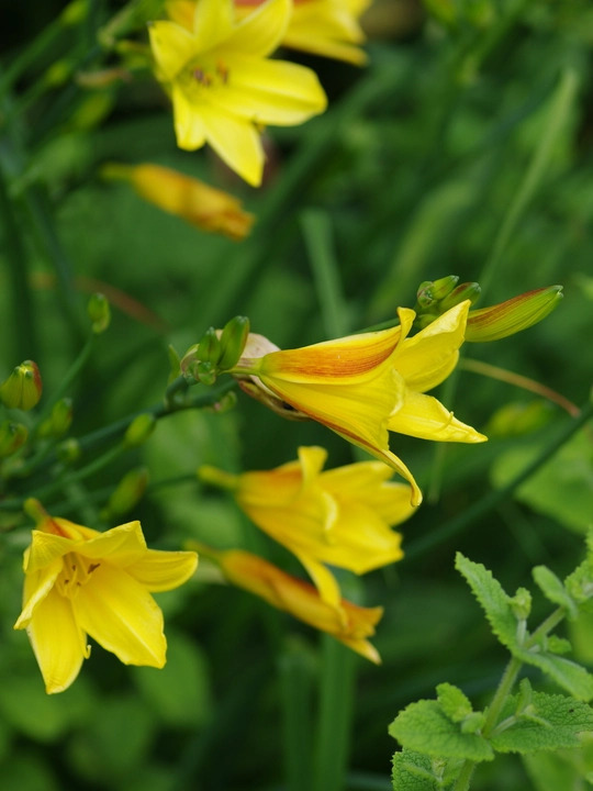 Hemerocallis 'Corky'