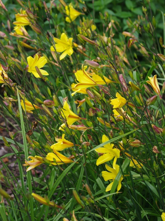 Hemerocallis 'Corky'