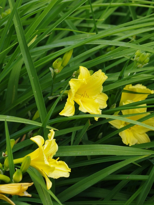 Hemerocallis 'Happy Returns'
