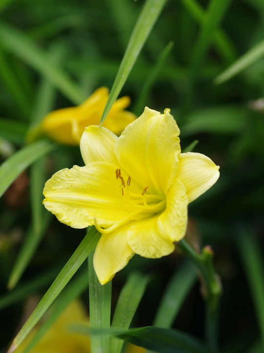 Hemerocallis 'Happy Returns'