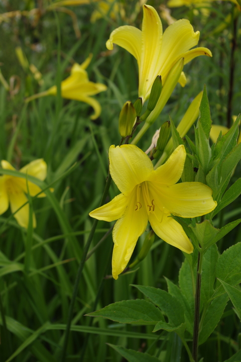 Hemerocallis 'Hyperion' - Beth Chatto's Plants & Gardens