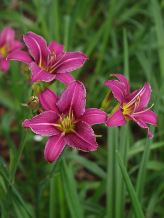 Hemerocallis 'Lilac Wine'