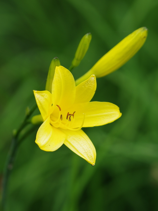 Hemerocallis lilioasphodelus