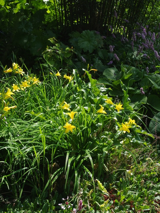 Hemerocallis lilioasphodelus