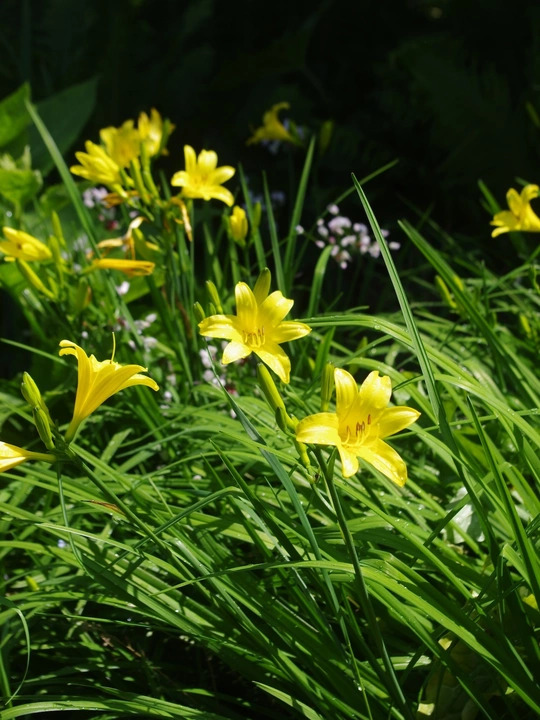 Hemerocallis lilioasphodelus