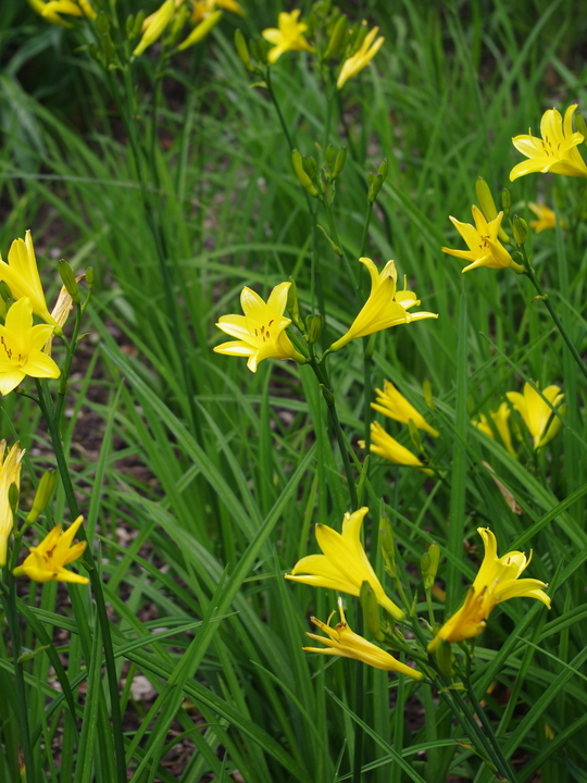 Hemerocallis lilioasphodelus