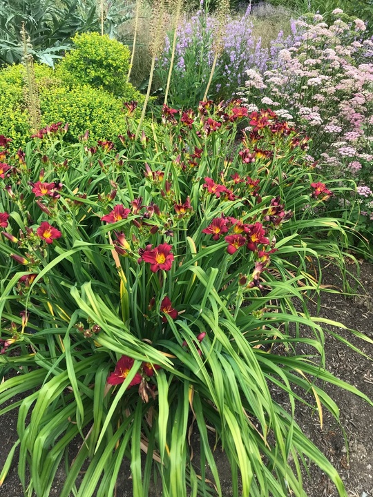 Hemerocallis 'Pardon Me'