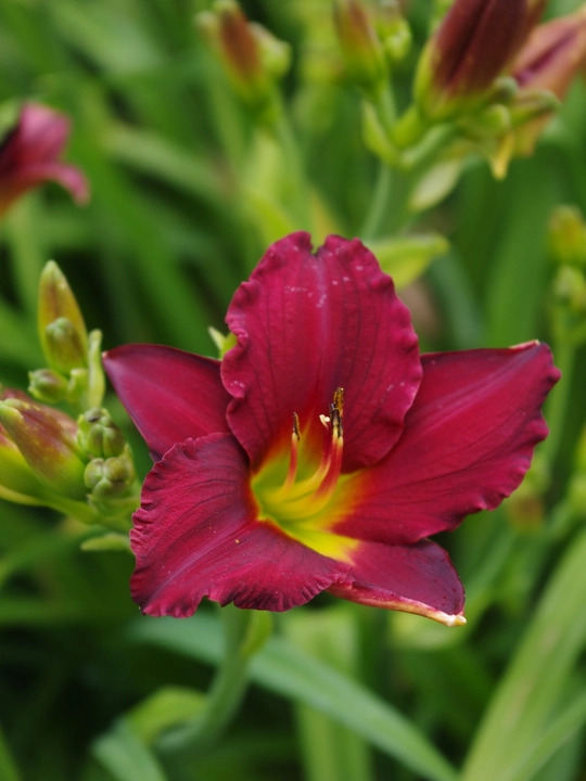 Hemerocallis 'Pardon Me'