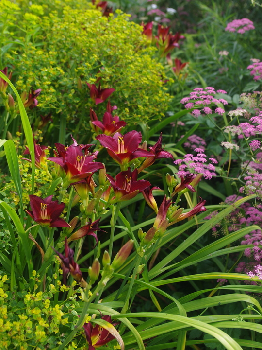 Hemerocallis 'Pardon Me'