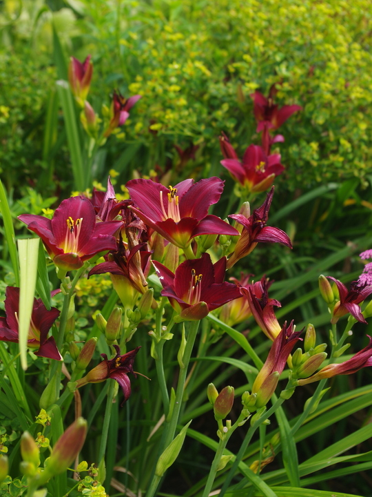 Hemerocallis 'Pardon Me'