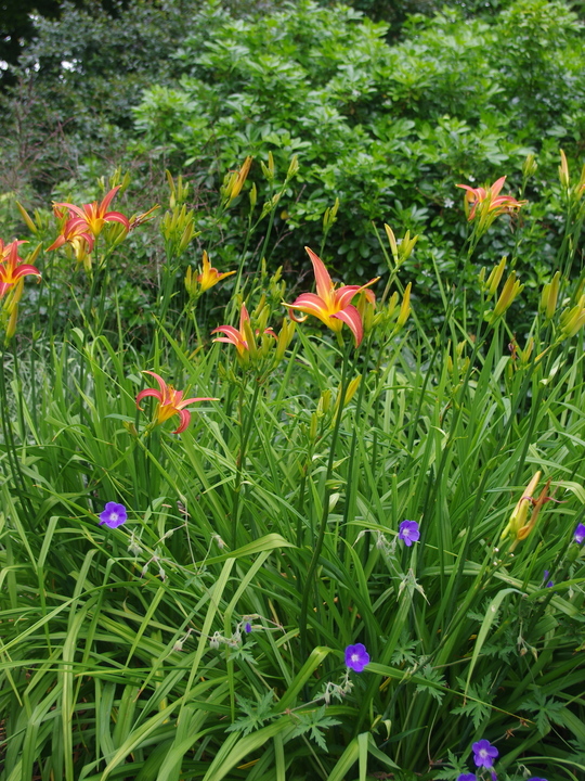 Hemerocallis 'Pink Charm'