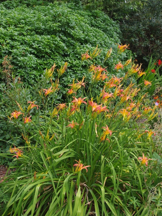 Hemerocallis 'Pink Charm'