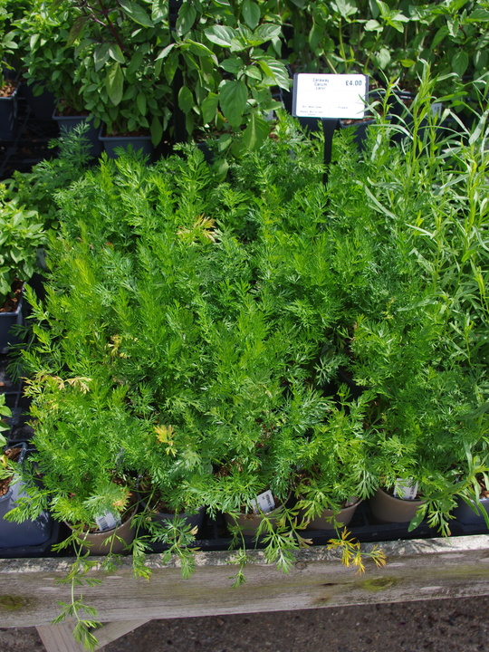 Herb - Carum carvi