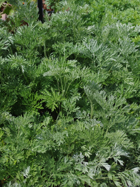 Herb - Artemisia absinthium