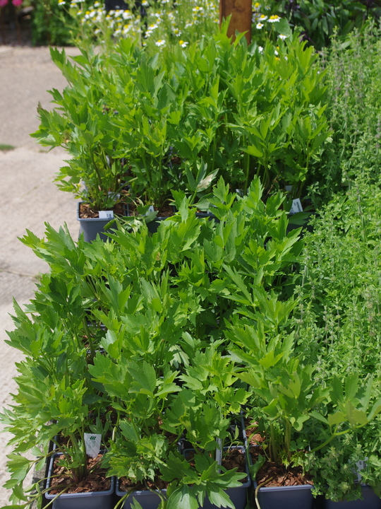 Herb - Levisticum Officinale