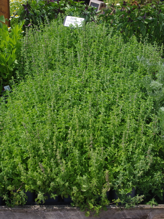 Herb - Mentha pulegium