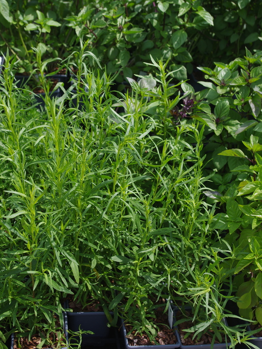 Herb - Artemisia dracunculoides
