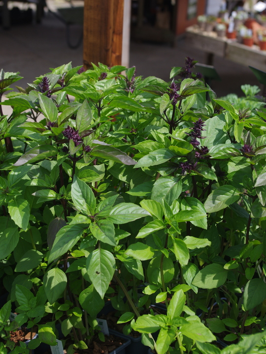 Herb - Thai basil (Ocimum basilicum var. thyrsiflora) 9cm