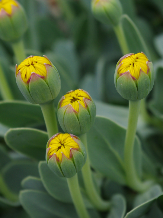 Hertia cheirifolia